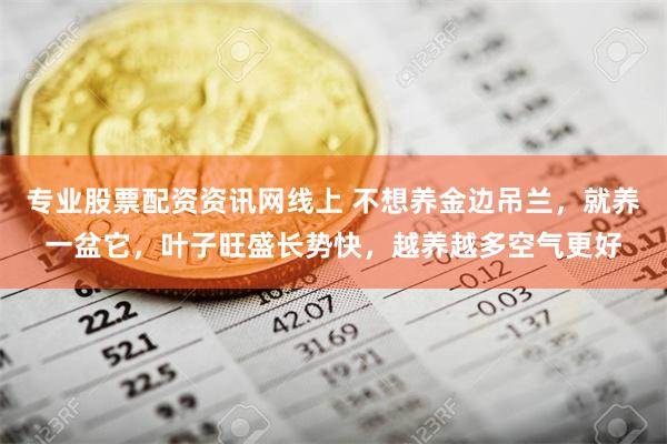 专业股票配资资讯网线上 不想养金边吊兰，就养一盆它，叶子旺盛长势快，越养越多空气更好